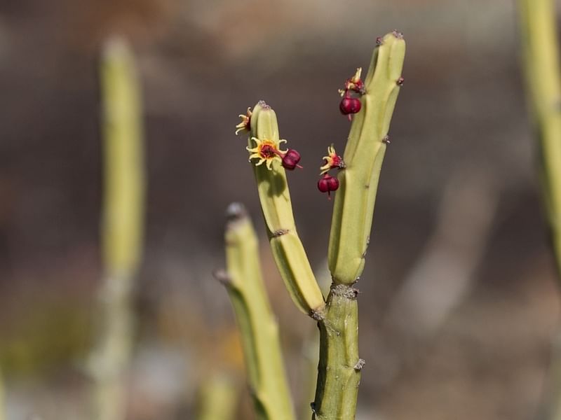 Euphorbia Phosphorea | Euphorbia | Euphorbiaceae