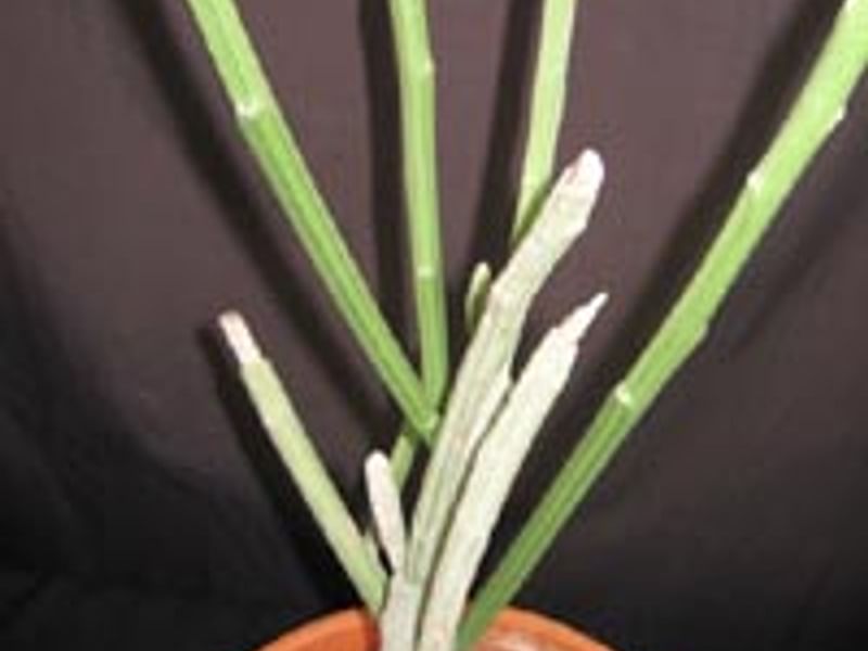 Euphorbia Phosphorea | Euphorbia | Euphorbiaceae