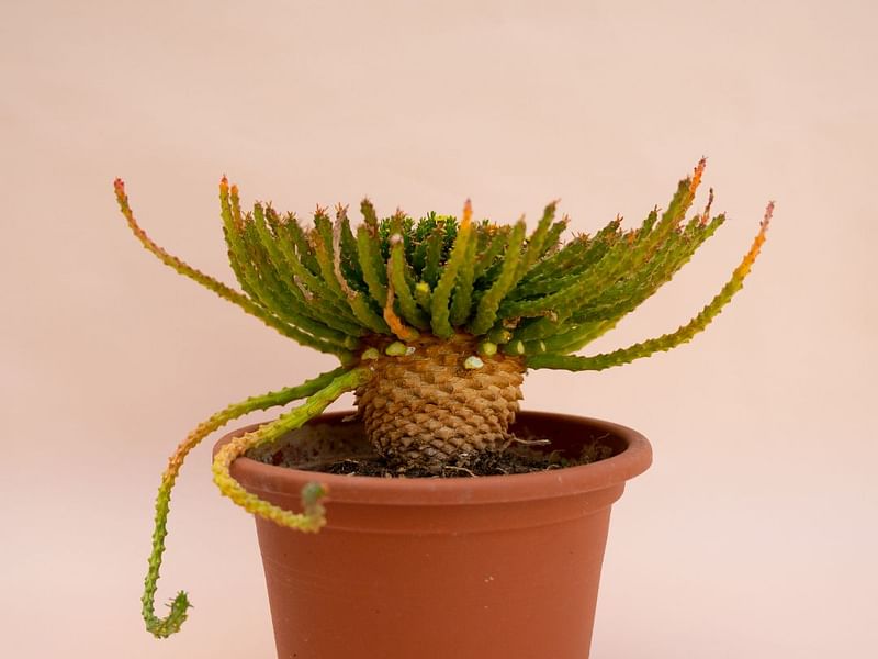 Euphorbia Pugniformis | Euphorbia | Euphorbiaceae