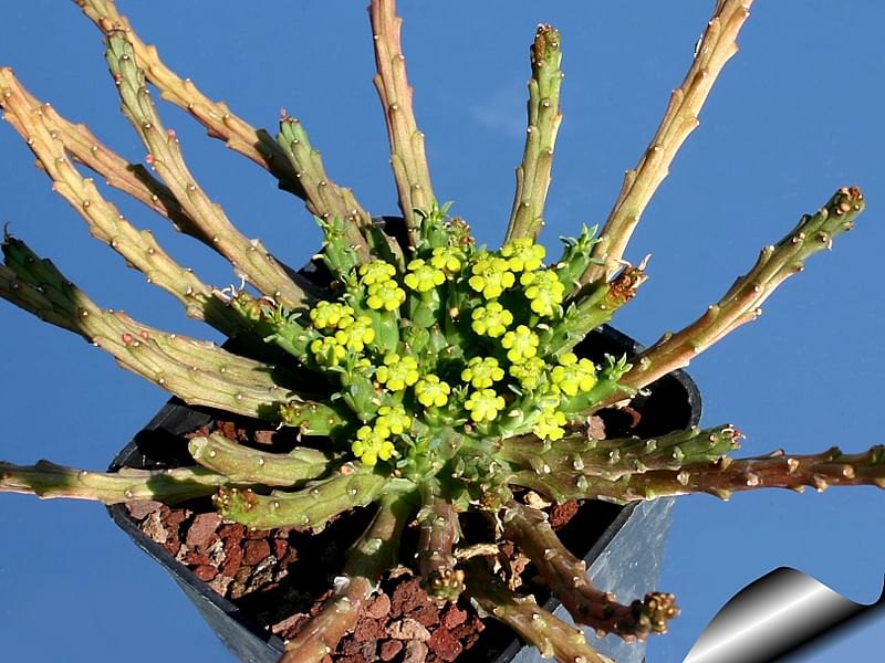 Euphorbia Pugniformis | Euphorbia | Euphorbiaceae