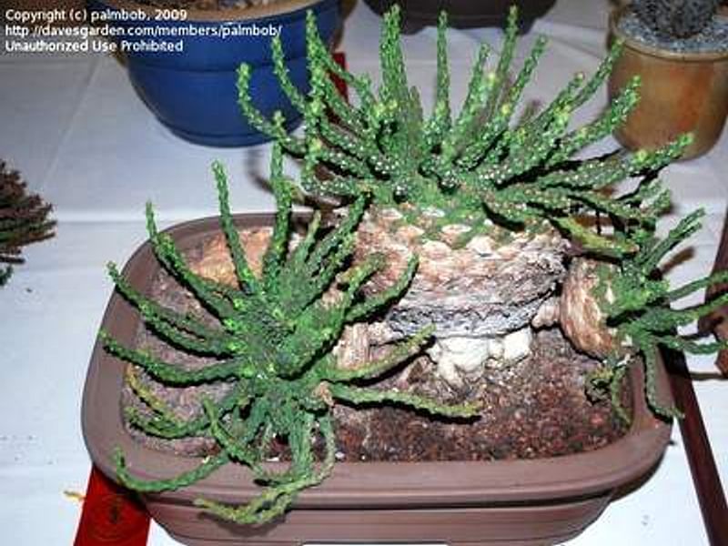 Euphorbia Pugniformis | Euphorbia | Euphorbiaceae