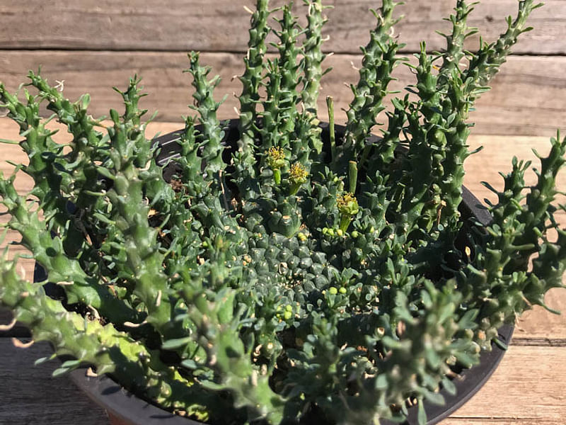 Euphorbia Pugniformis | Euphorbia | Euphorbiaceae