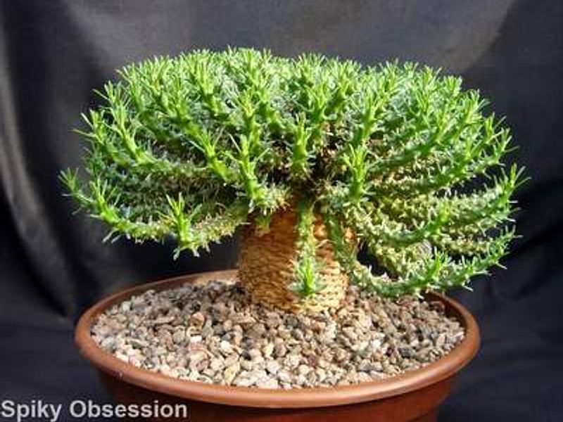 Euphorbia Pugniformis | Euphorbia | Euphorbiaceae