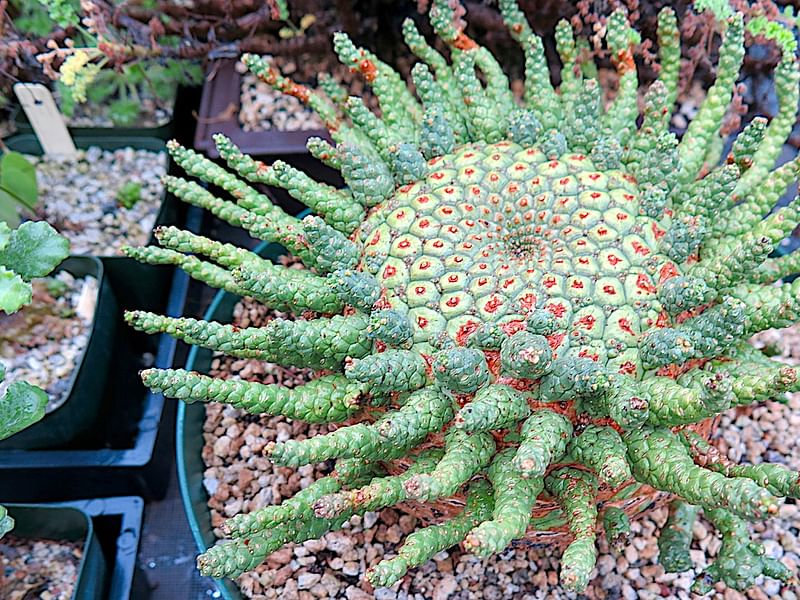 Euphorbia Pugniformis | Euphorbia | Euphorbiaceae