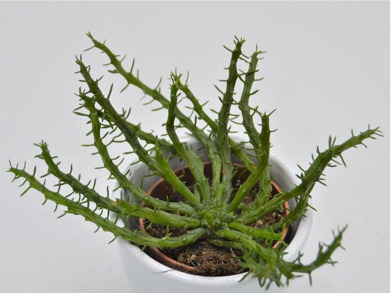 Euphorbia Pugniformis | Euphorbia | Euphorbiaceae