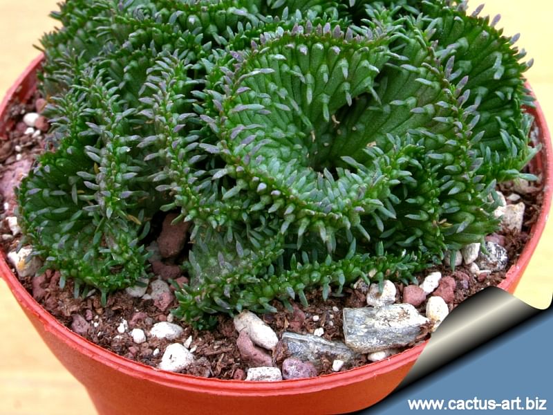 Euphorbia Pugniformis | Euphorbia | Euphorbiaceae