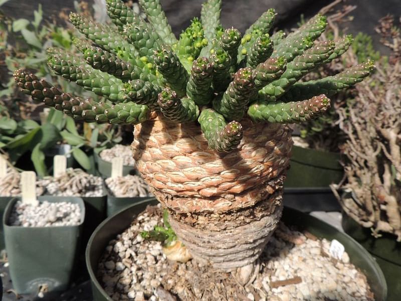 Euphorbia Pugniformis | Euphorbia | Euphorbiaceae