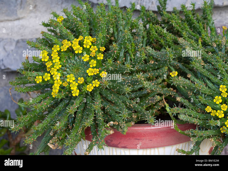 Euphorbia Pugniformis | Euphorbia | Euphorbiaceae