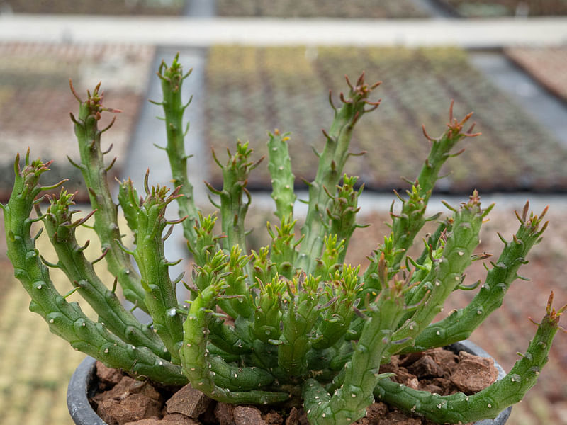 Euphorbia Pugniformis | Euphorbia | Euphorbiaceae