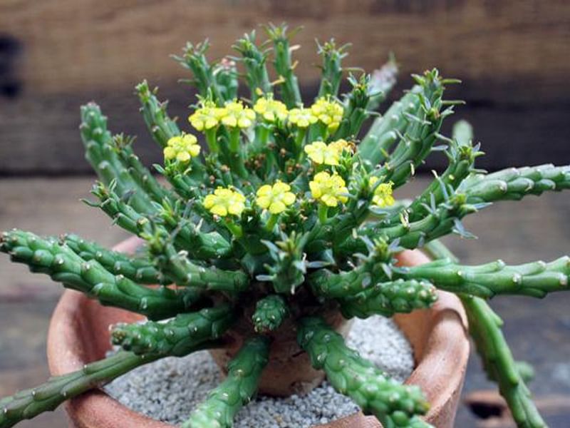 Euphorbia Pugniformis | Euphorbia | Euphorbiaceae