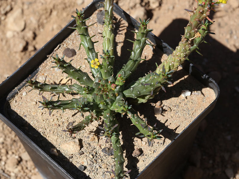 Euphorbia Pugniformis | Euphorbia | Euphorbiaceae