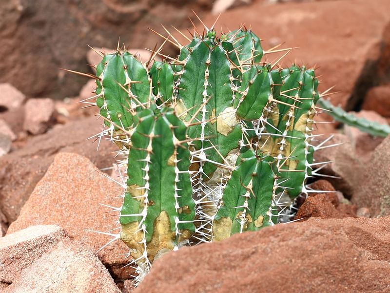 Euphorbia Resinifera | Euphorbia | Euphorbiaceae