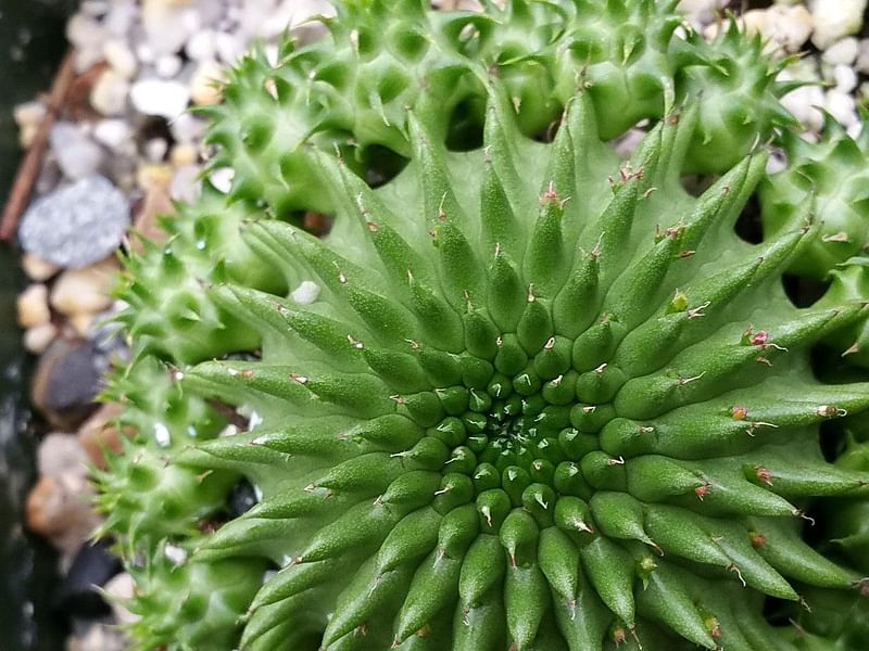 Euphorbia Suzanne | Euphorbia | Euphorbiaceae