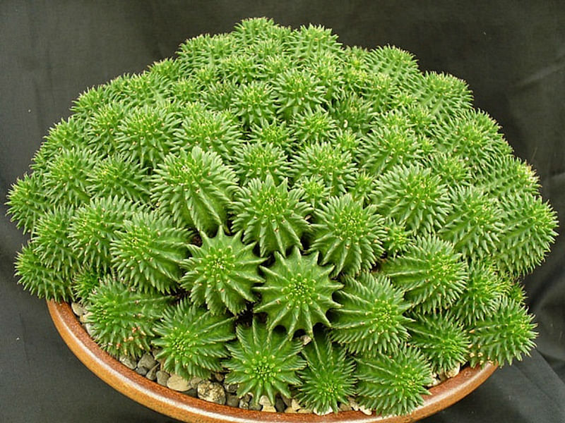 Euphorbia Suzanne | Euphorbia | Euphorbiaceae