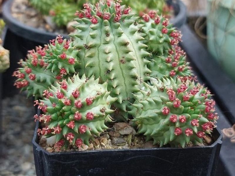 Euphorbia Suzanne | Euphorbia | Euphorbiaceae