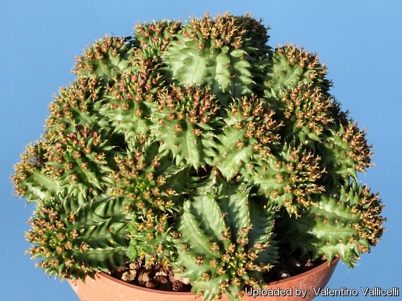 Euphorbia Suzanne | Euphorbia | Euphorbiaceae