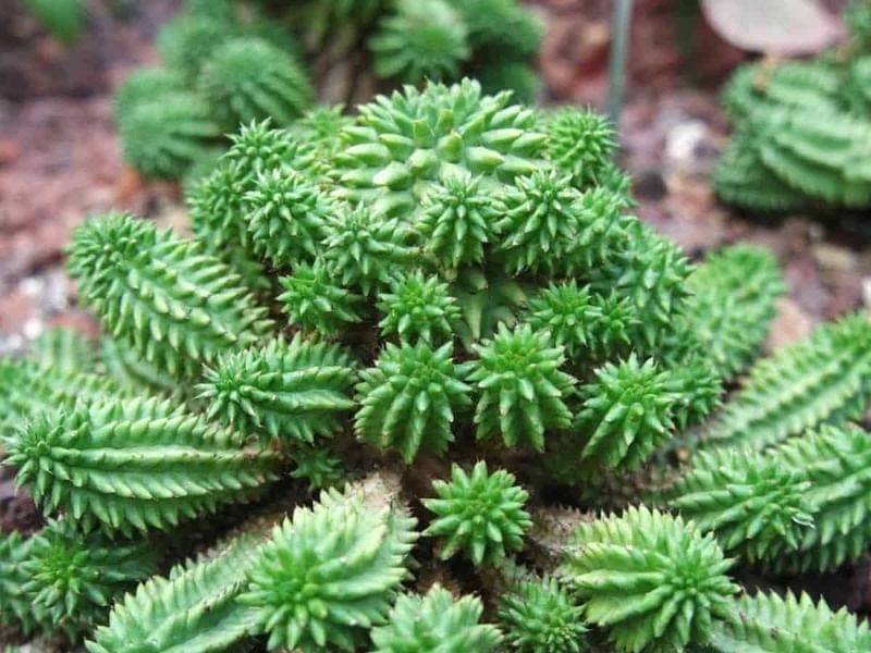 Euphorbia Suzanne | Euphorbia | Euphorbiaceae