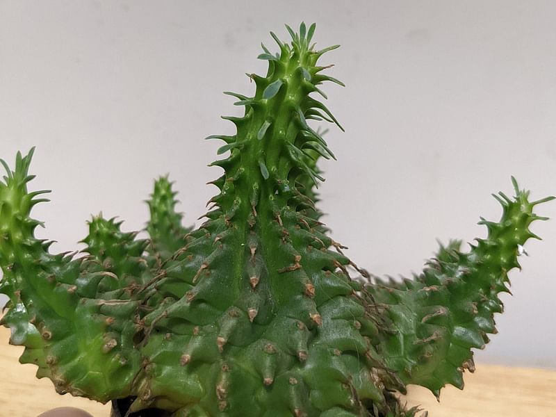 Euphorbia Suzanne | Euphorbia | Euphorbiaceae