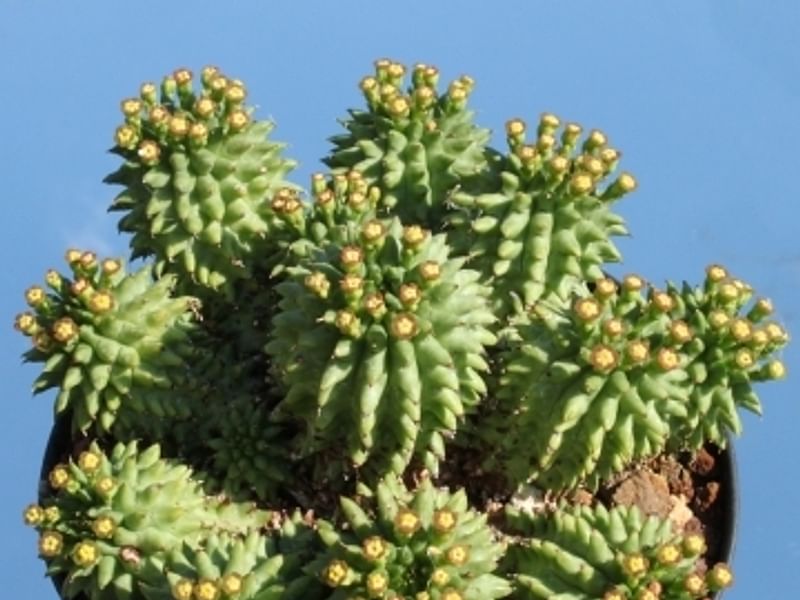 Euphorbia Suzanne | Euphorbia | Euphorbiaceae