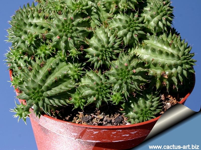 Euphorbia Suzanne | Euphorbia | Euphorbiaceae
