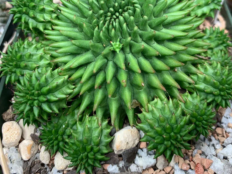 Euphorbia Suzanne | Euphorbia | Euphorbiaceae