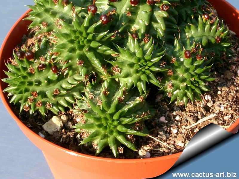 Euphorbia Suzanne | Euphorbia | Euphorbiaceae