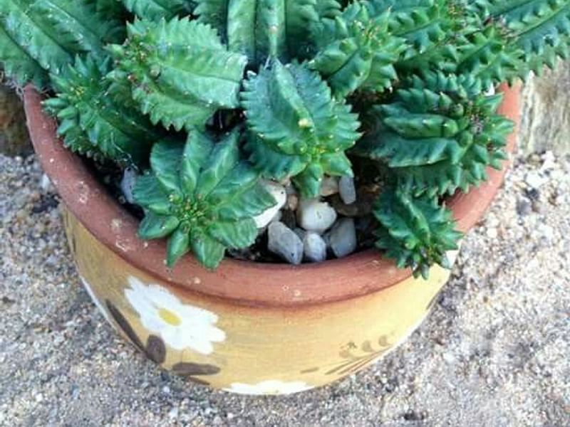 Euphorbia Suzanne | Euphorbia | Euphorbiaceae