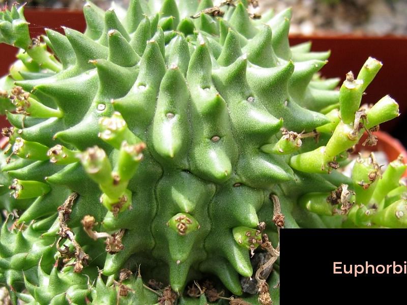 Euphorbia Suzanne | Euphorbia | Euphorbiaceae