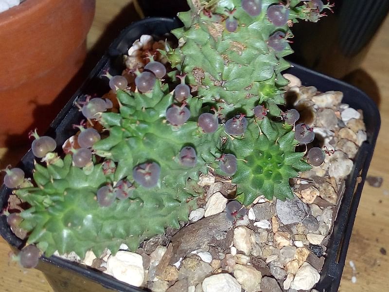 Euphorbia Suzanne | Euphorbia | Euphorbiaceae
