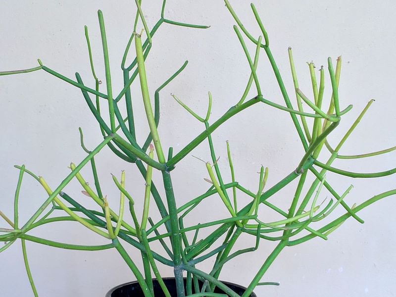 Euphorbia Tirucalli | Euphorbia | Euphorbiaceae