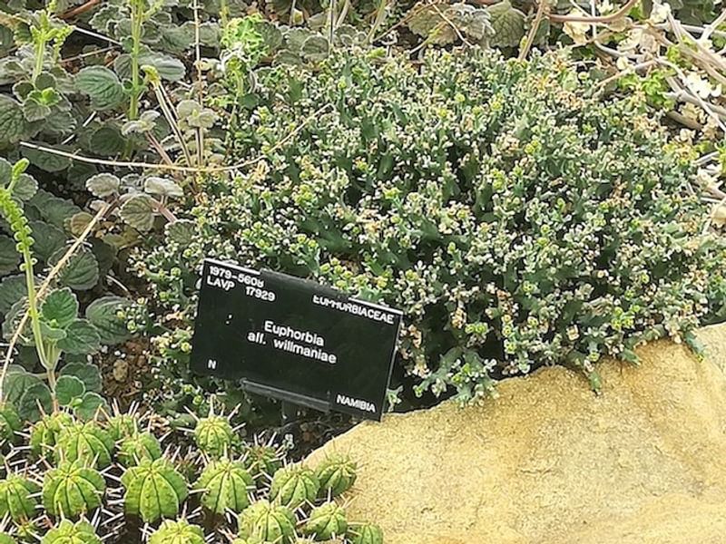 Euphorbia Willmaniae | Euphorbia | Euphorbiaceae