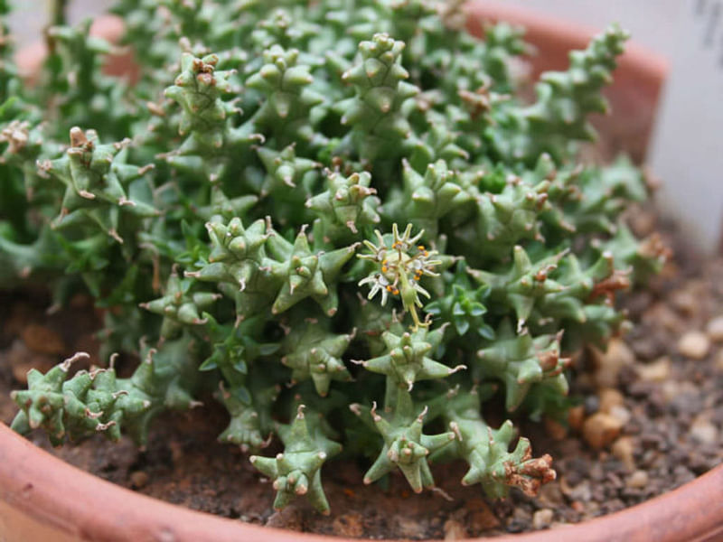 Euphorbia Willmaniae | Euphorbia | Euphorbiaceae