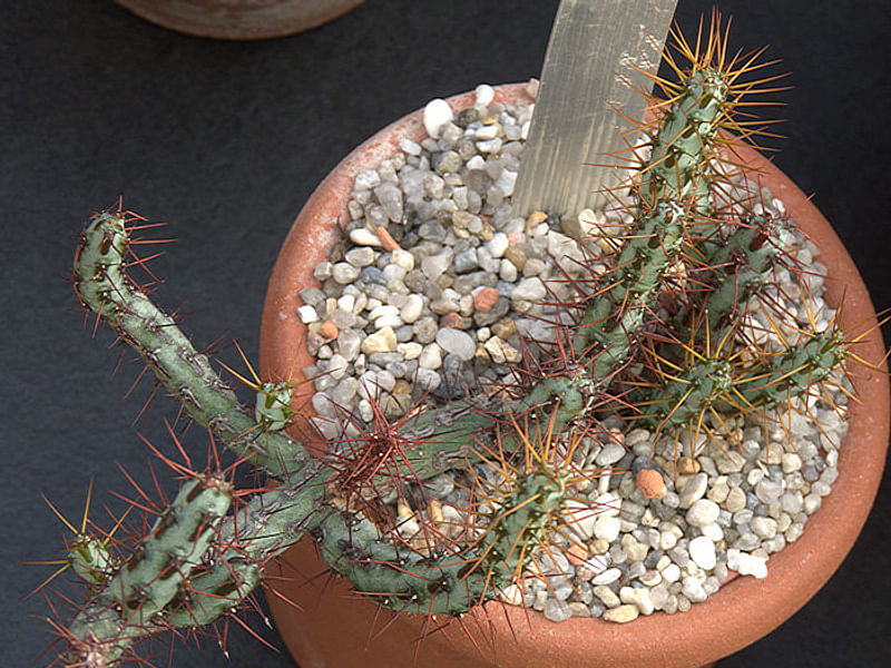 Euphorbia Willmaniae | Euphorbia | Euphorbiaceae