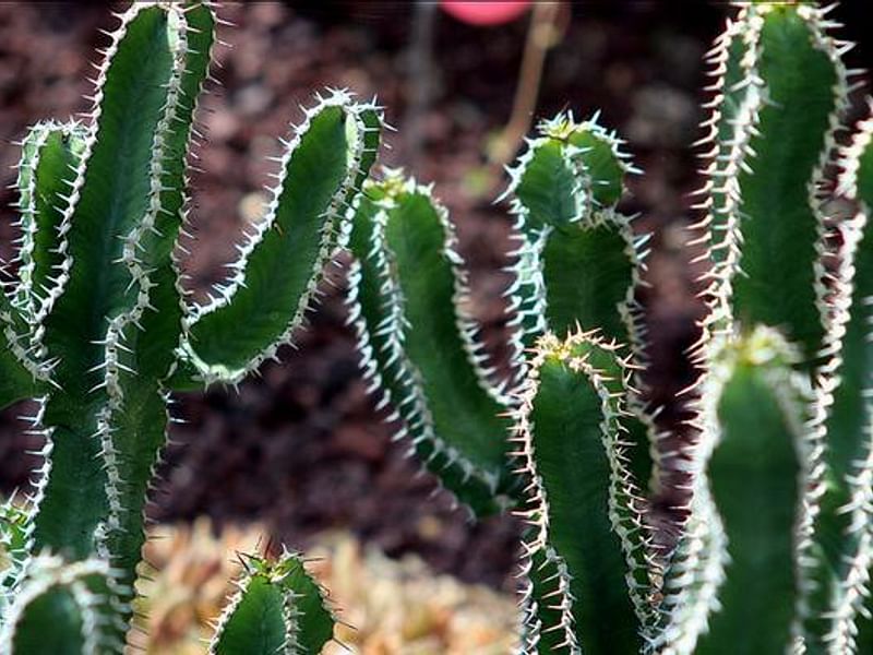 Euphorbia Willmaniae | Euphorbia | Euphorbiaceae