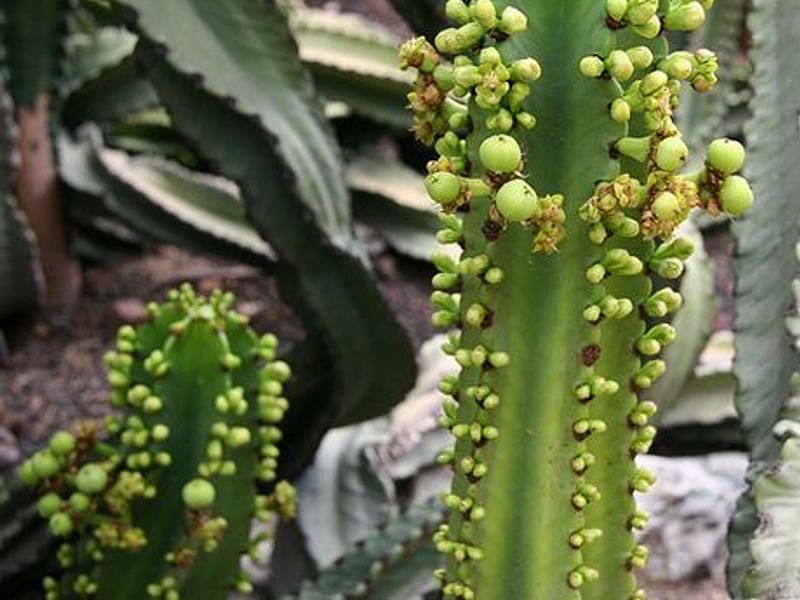 Euphorbia Willmaniae | Euphorbia | Euphorbiaceae