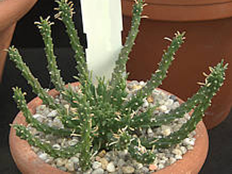 Euphorbia Willmaniae | Euphorbia | Euphorbiaceae