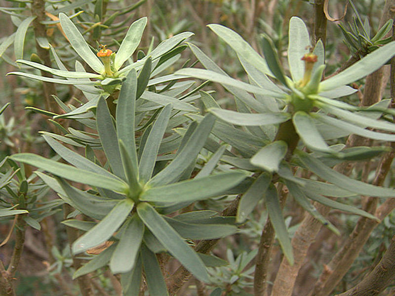 Euphorbia Willmaniae | Euphorbia | Euphorbiaceae