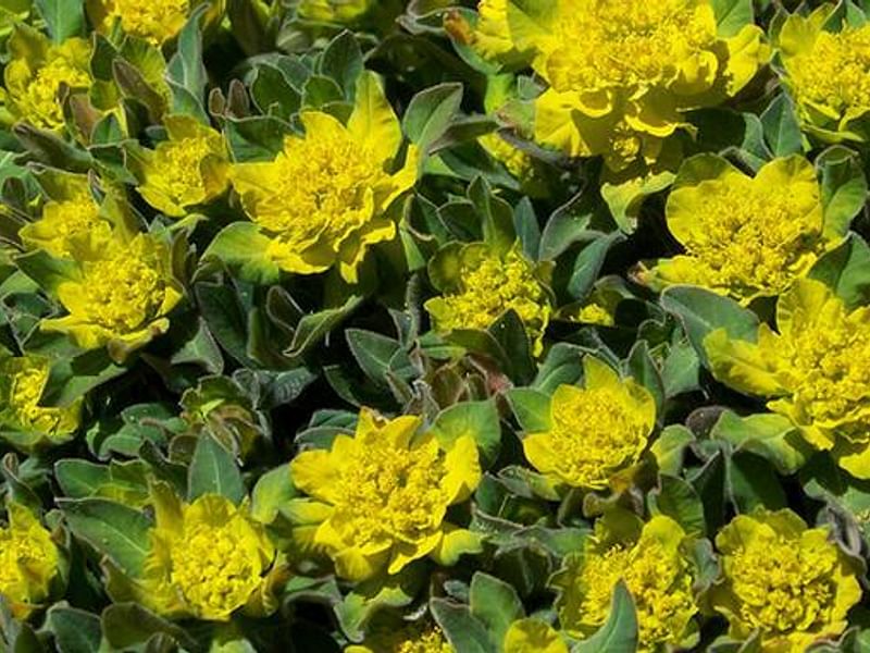 Euphorbia Willmaniae | Euphorbia | Euphorbiaceae