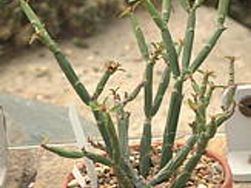 Euphorbia Willmaniae | Euphorbia | Euphorbiaceae