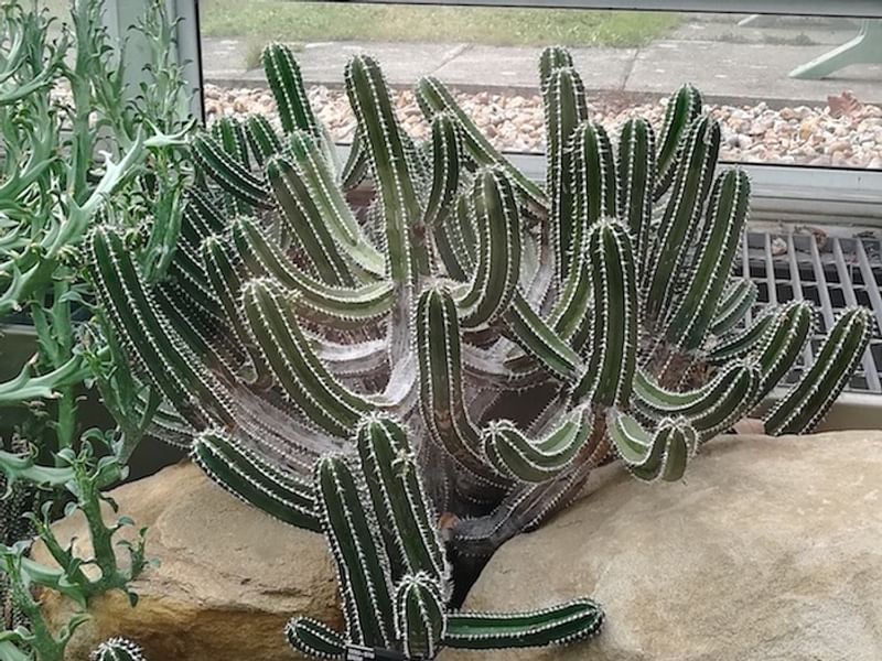 Euphorbia Willmaniae | Euphorbia | Euphorbiaceae