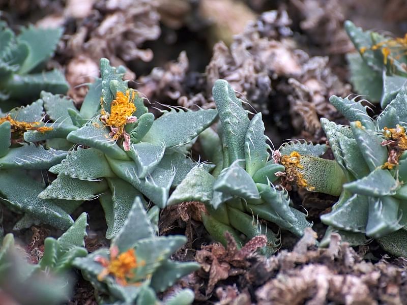 Faucaria | Aizoaceae