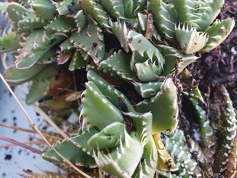 Faucaria Tigrina | Faucaria | Aizoaceae