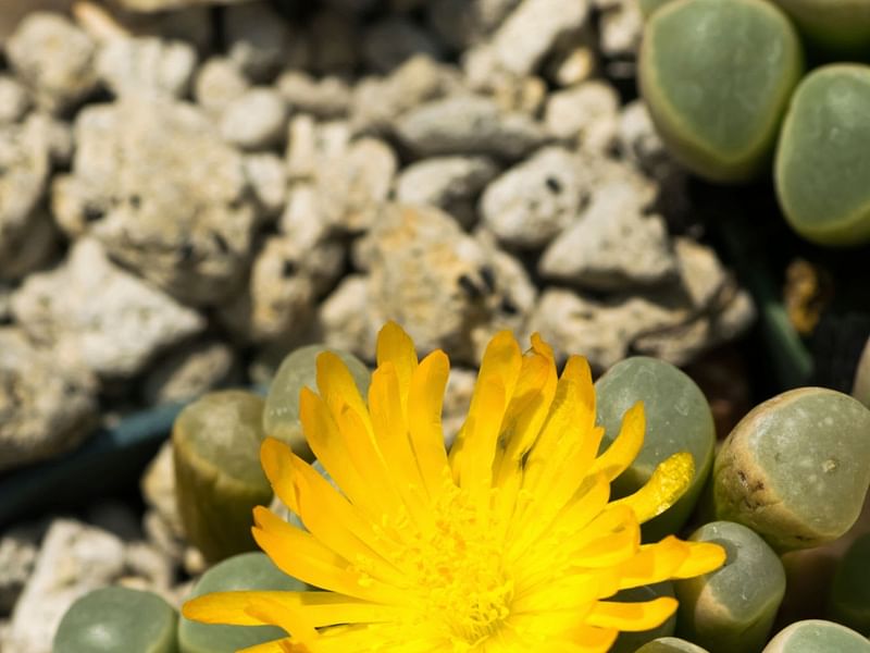 Fenestraria | Aizoaceae