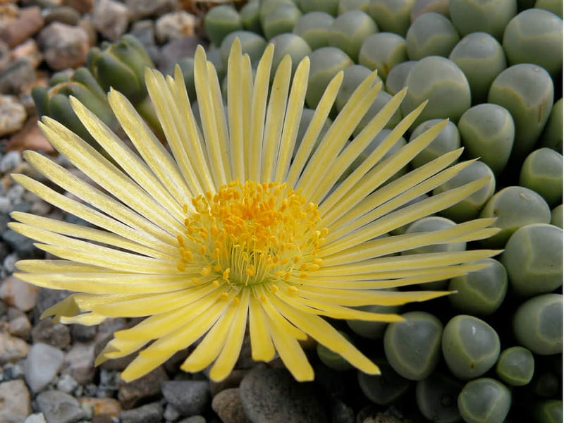 Fenestraria Rhopalophylla Subspecies Aurantiaca | Fenestraria | Aizoaceae
