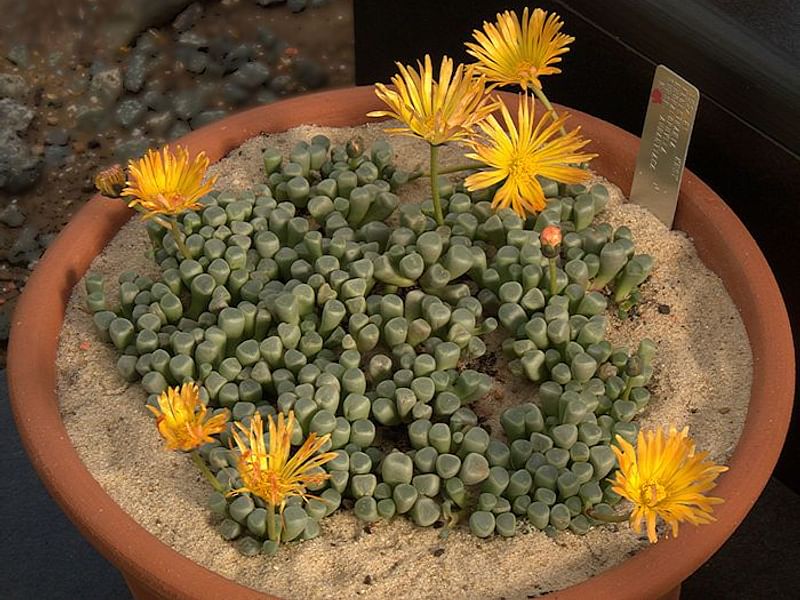 Fenestraria Rhopalophylla Subspecies Aurantiaca | Fenestraria | Aizoaceae