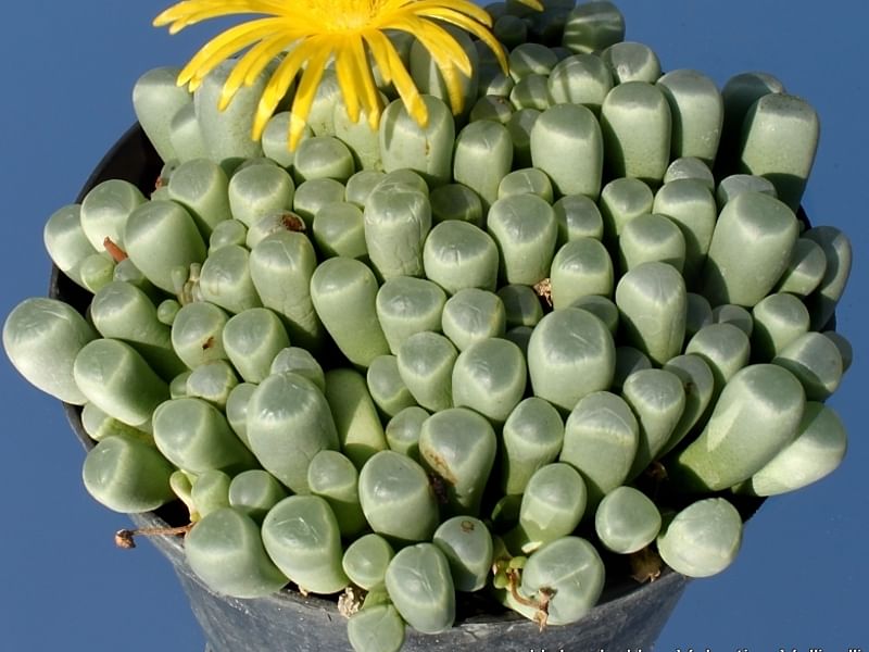 Fenestraria Rhopalophylla Subspecies Aurantiaca | Fenestraria | Aizoaceae