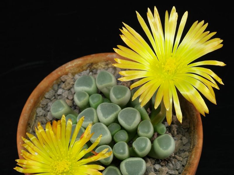 Fenestraria Rhopalophylla Subspecies Aurantiaca | Fenestraria | Aizoaceae
