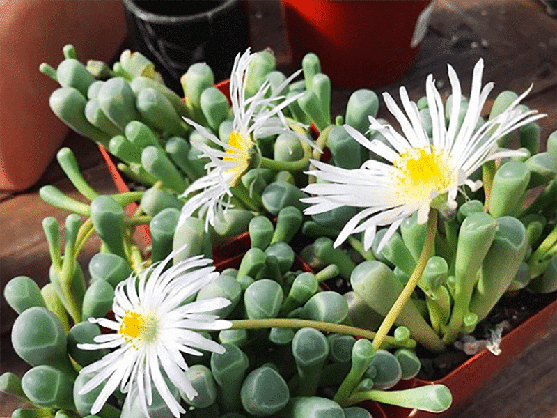 Fenestraria Rhopalophylla Subspecies Aurantiaca | Fenestraria | Aizoaceae