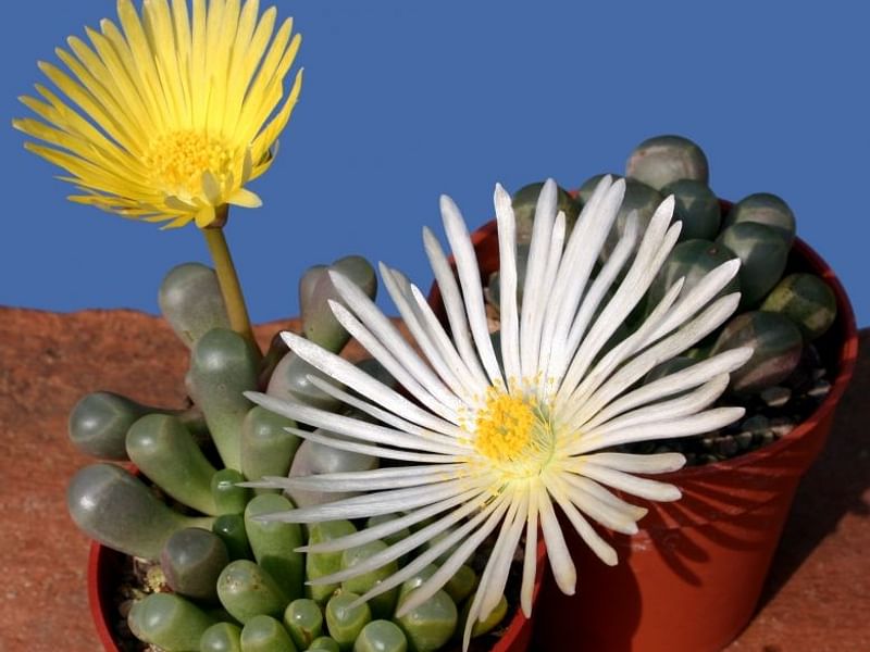 Fenestraria Rhopalophylla Subspecies Aurantiaca | Fenestraria | Aizoaceae