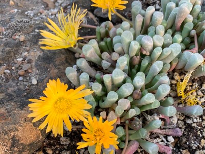 Fenestraria Rhopalophylla Subspecies Aurantiaca | Fenestraria | Aizoaceae